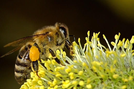 Honey Bee at Work